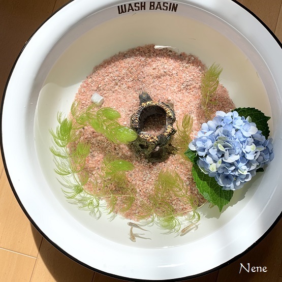 メダカの新居 今日は何をする