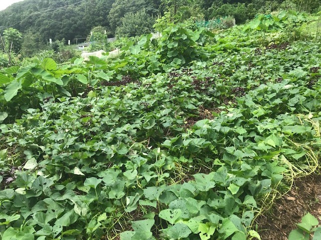 ああ、悔しい！スイカ長雨で今年も収穫できず7・18_c0014967_15401149.jpg
