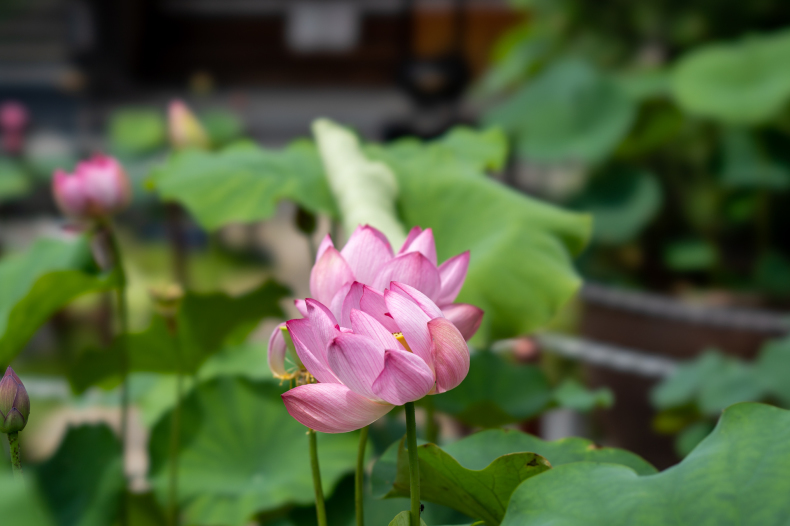 「蓮の花から睡蓮へ　－大蓮寺・平安神宮－」_c0067168_17505163.jpg