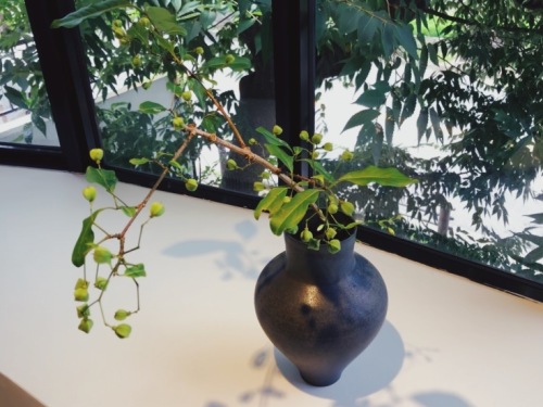 梅雨の晴れ間_b0341471_21380027.jpeg