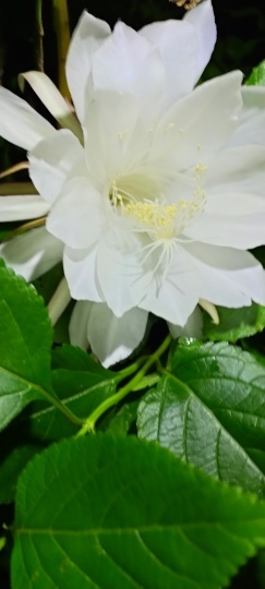 月下美人_e0143671_12564351.jpg