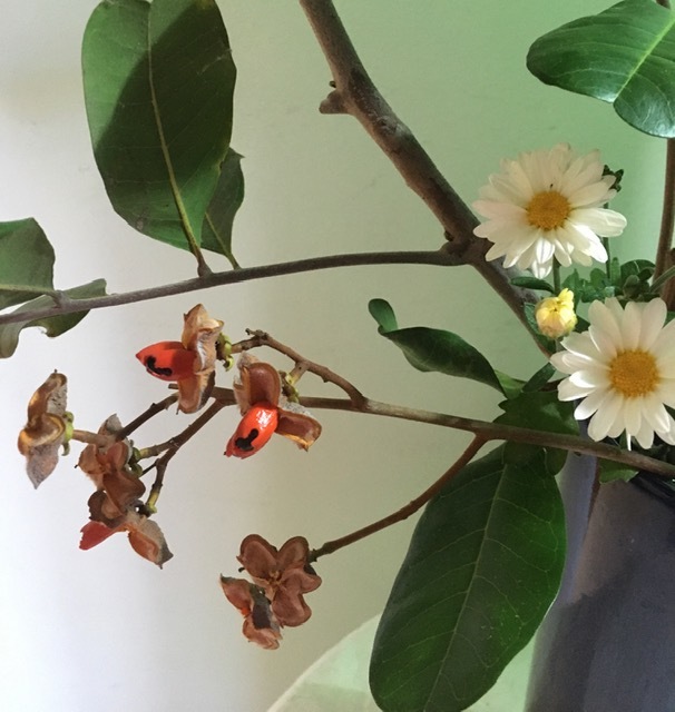 隣りと裏の家からはみ出た枝で生け花_e0350971_23330683.jpg