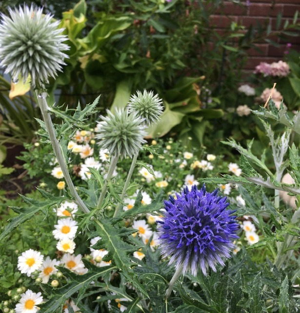 隣りと裏の家からはみ出た枝で生け花_e0350971_23421036.jpg
