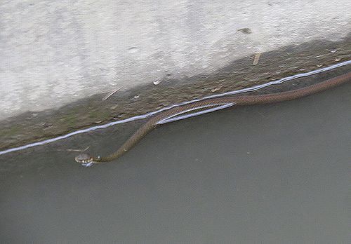 ヒバカリ 鳥蝶ビデスコ