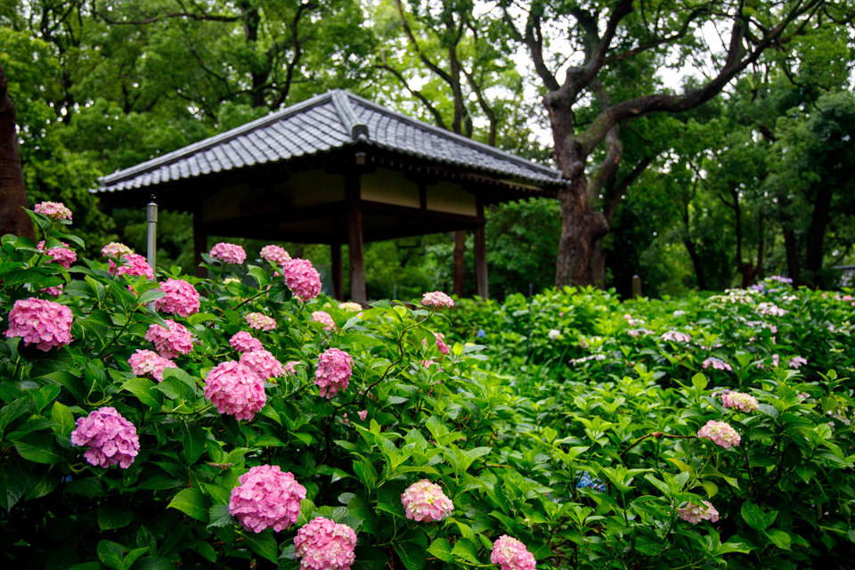 紫陽花！　　～藤森神社～_b0128581_18424894.jpg