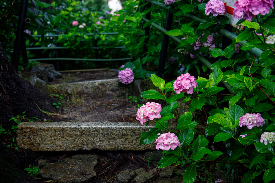 紫陽花！　　～藤森神社～_b0128581_18435613.jpg