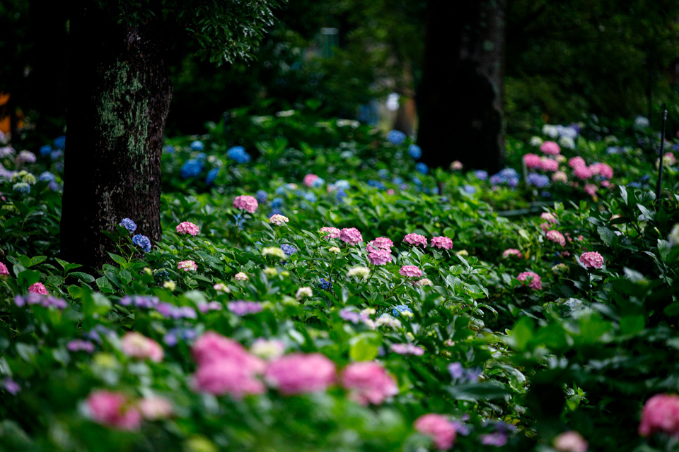 紫陽花！　　～藤森神社～_b0128581_18441652.jpg