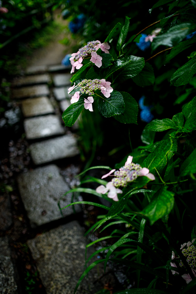 紫陽花！　　～藤森神社～_b0128581_18442677.jpg