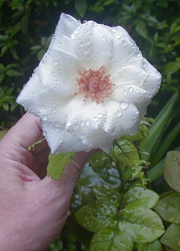 ●健気に咲き続ける白薔薇VIRGO、その14_d0053294_00332831.jpg