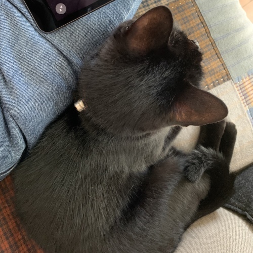 くっつき虫_e0358096_16542501.jpeg