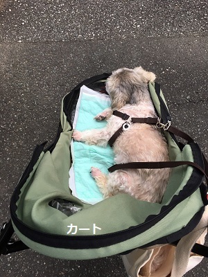 王子とダメソ。_f0372998_21051513.jpg