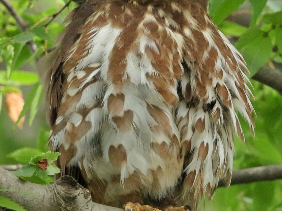 アオバズク雌と雄の胸腹の茶色斑_c0395002_08232892.jpg