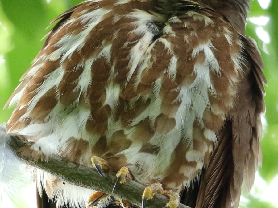 アオバズク雌と雄の胸腹の茶色斑_c0395002_08234235.jpg