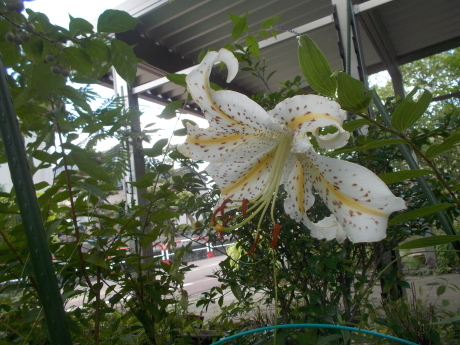 オキナワスズメウリと雑草と_a0203003_10450676.jpg