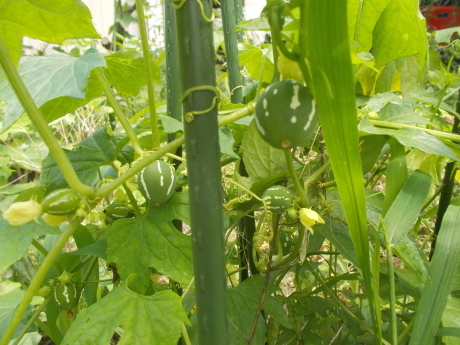 オキナワスズメウリと雑草と_a0203003_10461305.jpg