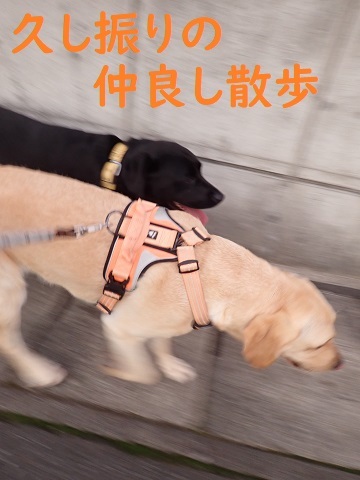 コロナ第２波を全力で防げ!!_c0182012_16100280.jpg