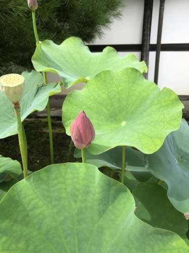 祇園祭も静かに終わりました_a0197730_13291918.jpeg
