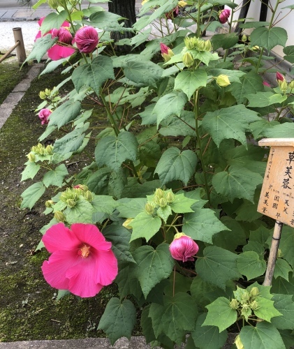 祇園祭も静かに終わりました_a0197730_13293578.jpeg