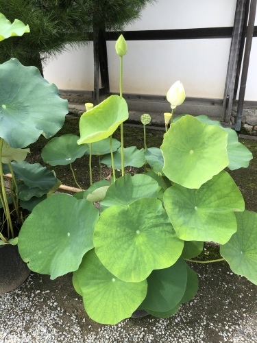 祇園祭も静かに終わりました_a0197730_13295520.jpeg