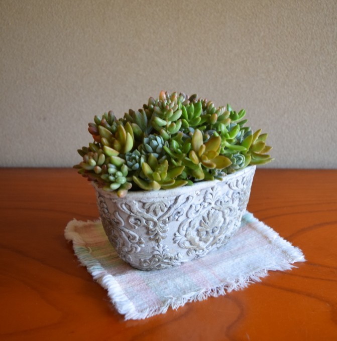 多肉の寄せ植えをまたリメイク_a0228333_15481614.jpg
