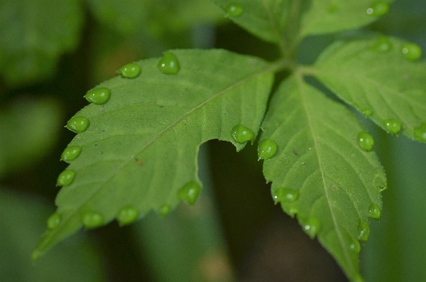 雨後の森_b0154134_11013245.jpg