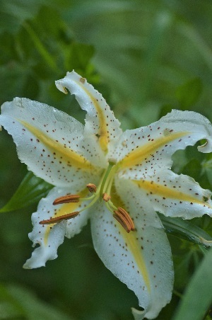 雨後の森_b0154134_11015531.jpg