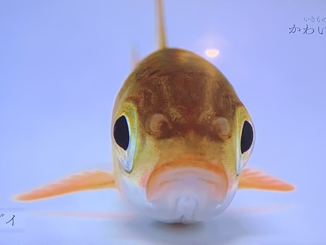 ダイアリー 美しき いきもの水中美術館 散歩ガイド ダイアリー 美しき いきもの水中美術館 散歩ガイド