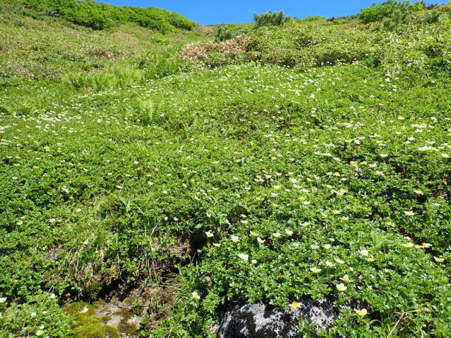 オプタテシケ山2013m～前編　2020.07.18_e0352951_07202507.jpg