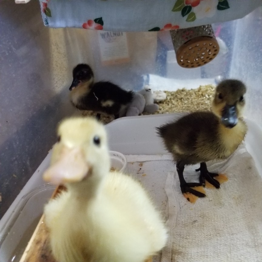 アヒルのヒヨコ 飼い方 : 烏骨鶏かわいいブログ アヒルのヒヨコ 飼い方 : 烏骨鶏かわいいブログ