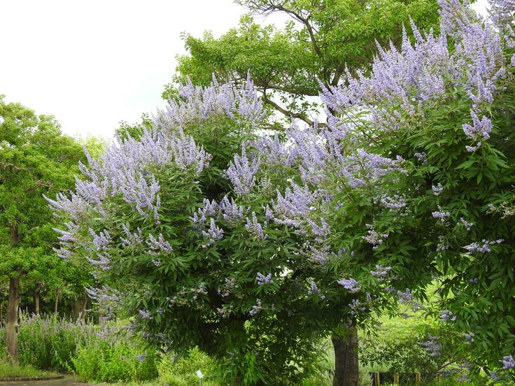 西洋人参木 セイヨウニンジンボク や木患子 モクゲンジ の花 自然風の自然風だより