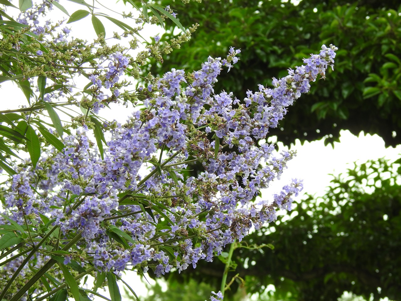 西洋人参木(セイヨウニンジンボク)や木患子(モクゲンジ)の花