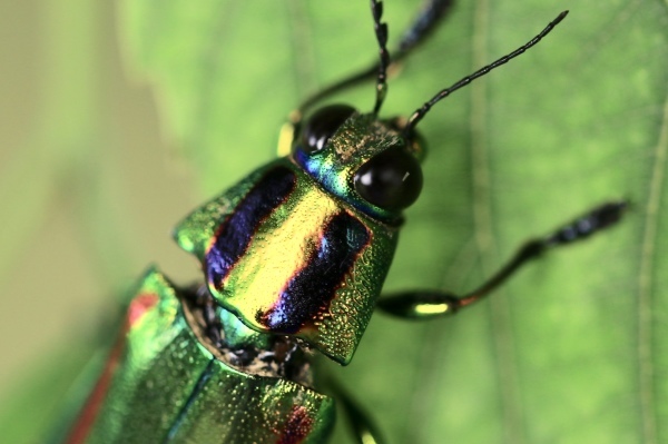 国宝級の美しさ ヤマトタマムシ : 水元かわせみの里水辺のふれあいルーム