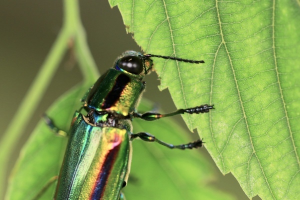 国宝級の美しさ ヤマトタマムシ : 水元かわせみの里水辺のふれあいルーム