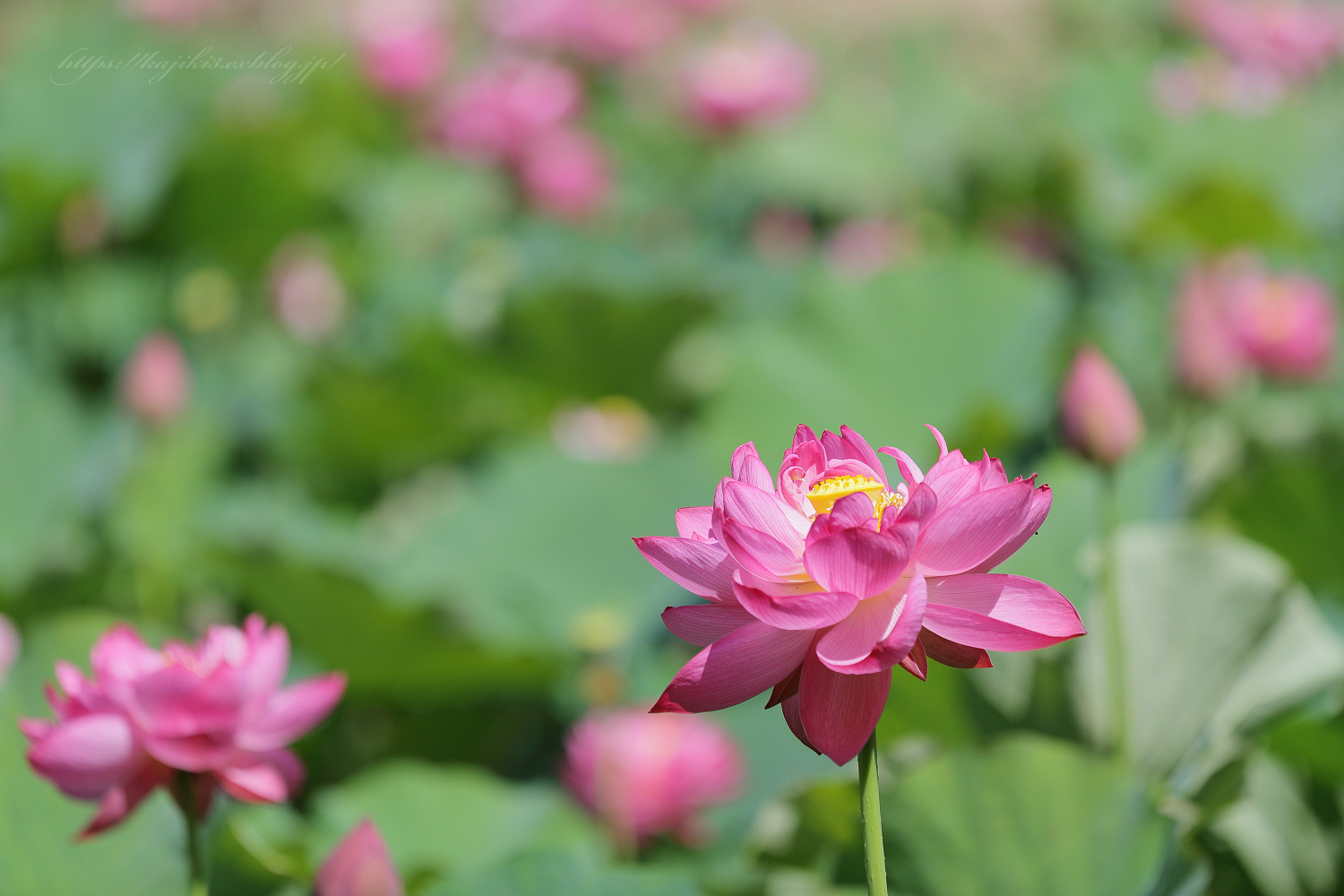 蓮の花と森の宝石_e0358380_16442425.jpg