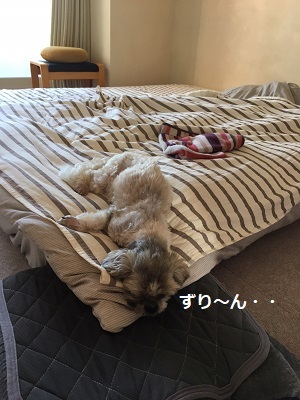リメイクキーケースと今日の王子。_f0372998_21564708.jpg