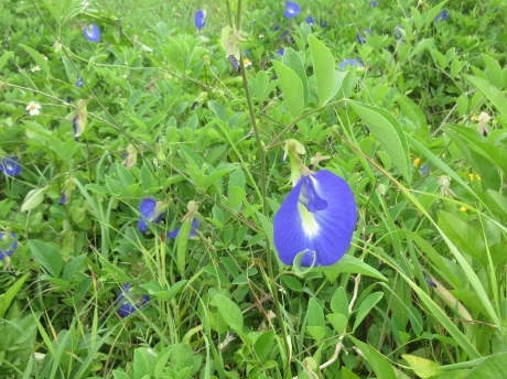 久高島の植物_a0203003_19583116.jpg