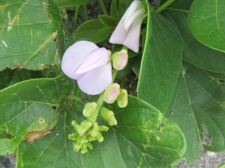 久高島の植物_a0203003_19585071.jpg