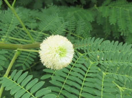 久高島の植物_a0203003_19590678.jpg