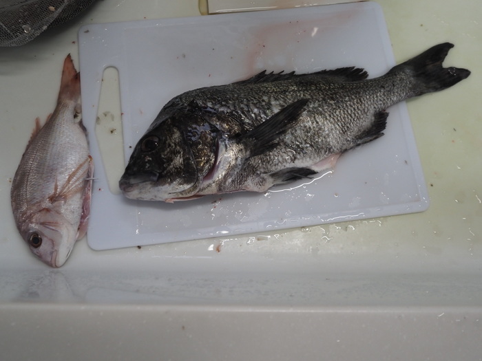 夫の釣果とその後(お刺身など)_c0116915_01032282.jpg