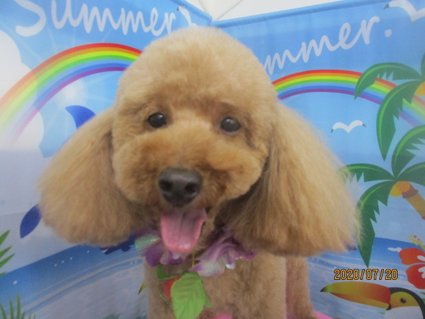 ７月２０日 犬家ブログ