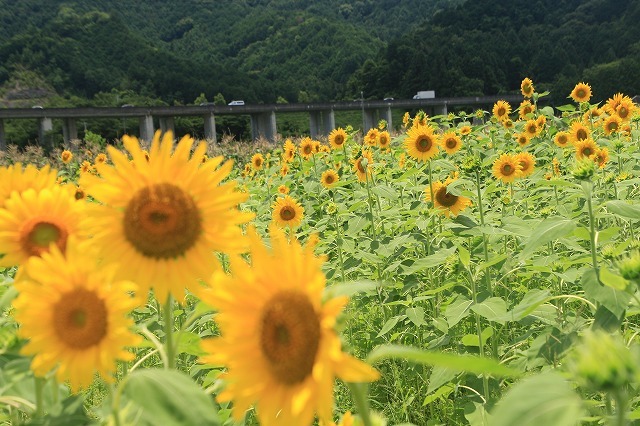 アグリのひまわり畑(その2)(撮影:7月2日)_e0321325_14492258.jpg