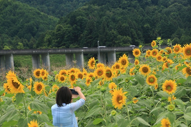 アグリのひまわり畑(その2)(撮影:7月2日)_e0321325_14493511.jpg