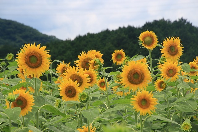 アグリのひまわり畑(その2)(撮影:7月2日)_e0321325_14495176.jpg