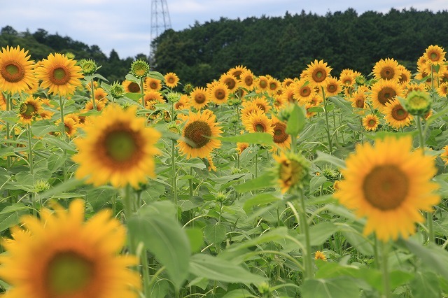 アグリのひまわり畑(その2)(撮影:7月2日)_e0321325_14501660.jpg