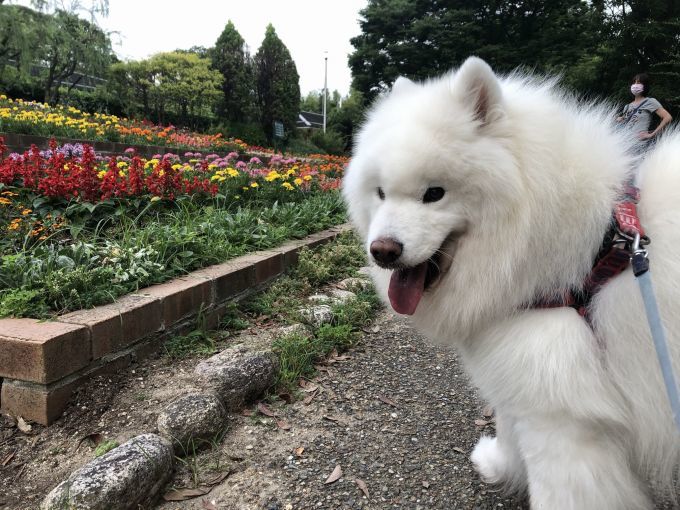 2020年6月後半 インスタ写真集 その2_f0128542_14555372.jpg