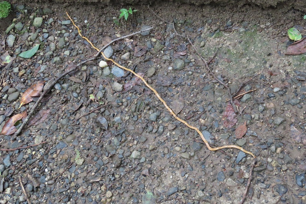 気味の悪い生き物 虫 に出会ったよ ぶらり散歩 四季折々フォト日記