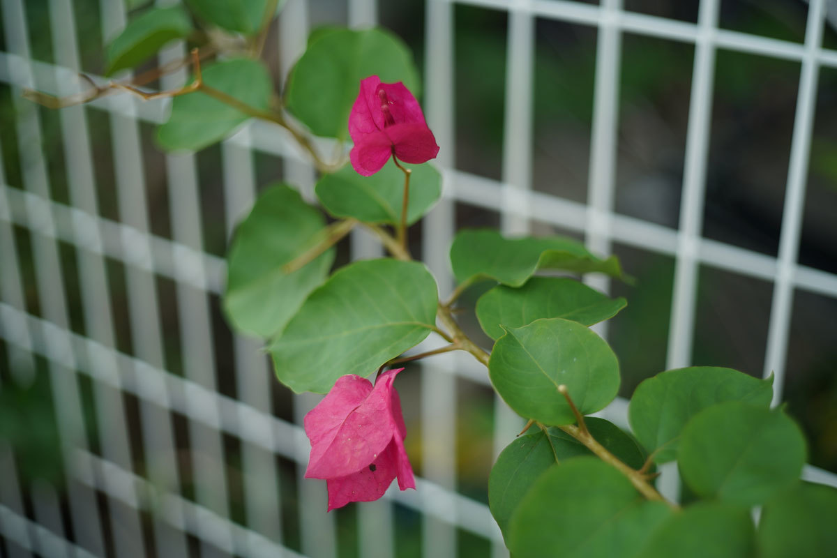 七月の赤い花_c0086269_20384960.jpg