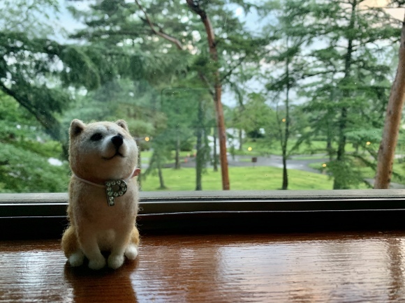 ぱんこと一緒に里帰り_b0274270_10492891.jpg