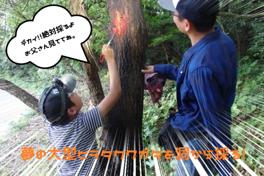 洞マニアな親子採集ガイド!東京都G様2日連続、でっかいヒラタクワガタを採る!_f0183484_02574706.png
