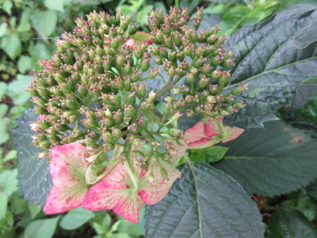 アピオスの花、山芋のむかご_a0203003_09374249.jpg